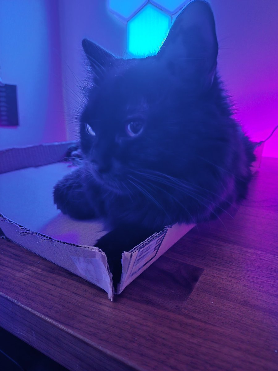 thewizardcops's tweet photo. @wintersadam nvm omg a cat https://t.co/cxlMw8MjX9