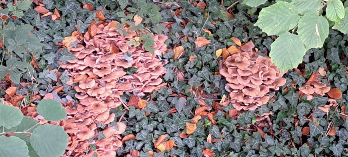 JiscaDijk's tweet photo. #Driene #Twente #Fungi #paddenstoelen #Peziza
Zoveel paddenstoelen gezien: 
een slootkant met wel duizend honingzwammen over elkaar duikelend; 
piepkleine kleine bruine bekerzwammetjes 
en een paar geplukte! cantharellen ☹️
Klik op de foto voor meer beeld 😊 https://t.co/QRx3KjC0hG