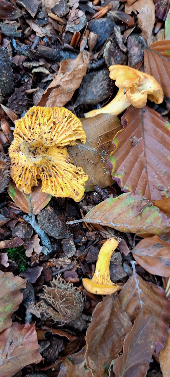 JiscaDijk's tweet photo. #Driene #Twente #Fungi #paddenstoelen #Peziza
Zoveel paddenstoelen gezien: 
een slootkant met wel duizend honingzwammen over elkaar duikelend; 
piepkleine kleine bruine bekerzwammetjes 
en een paar geplukte! cantharellen ☹️
Klik op de foto voor meer beeld 😊 https://t.co/QRx3KjC0hG