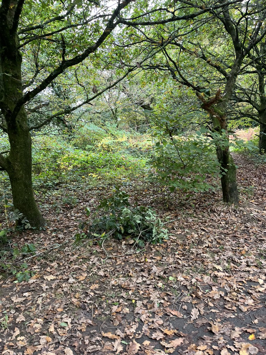 Fresh air and exercise at lunch today. Autumn is beautiful.