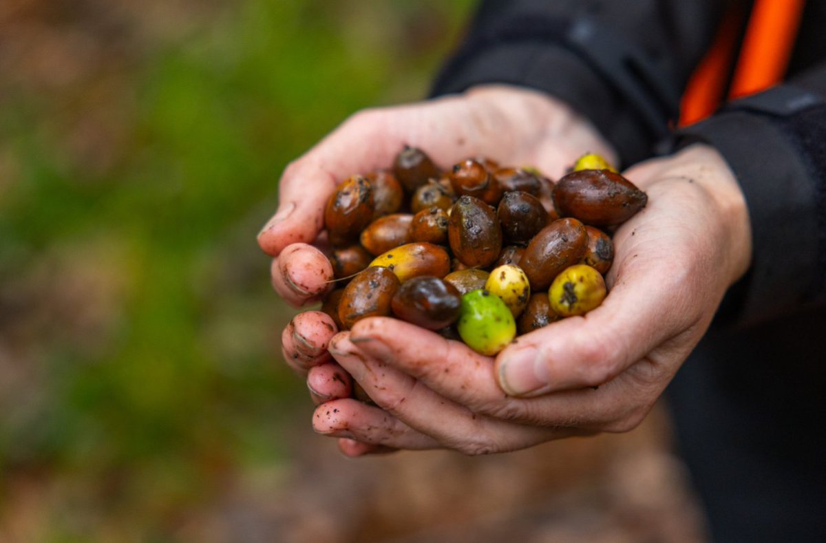 Coillte (@coilltenews) on Twitter photo We’re halfway through #AcornGathering2024, and it’s been amazing seeing so many out in nature collecting acorns! 🌰 Join us this weekend at Coillte’s Hazelwood Forest, Sligo: Fri, Oct 25 (3-4:30pm) & Sat, Oct 26 (11am-1pm).🌳 #ForestsForNature <a href="/naturetrust_ie/">The Nature Trust</a> We’re halfway through #AcornGathering2024, and it’s been amazing seeing so many out in nature collecting acorns! 🌰 Join us this weekend at Coillte’s Hazelwood Forest, Sligo: Fri, Oct 25 (3-4:30pm) & Sat, Oct 26 (11am-1pm).🌳 #ForestsForNature <a href="/naturetrust_ie/">The Nature Trust</a>