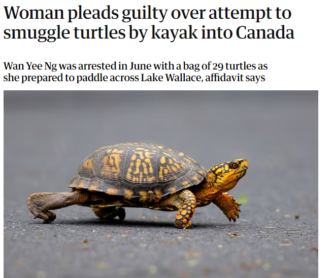 IBTimesUK's tweet image. Guess it’s true: slow and steady wins the... smuggling game?

 #ShellGame