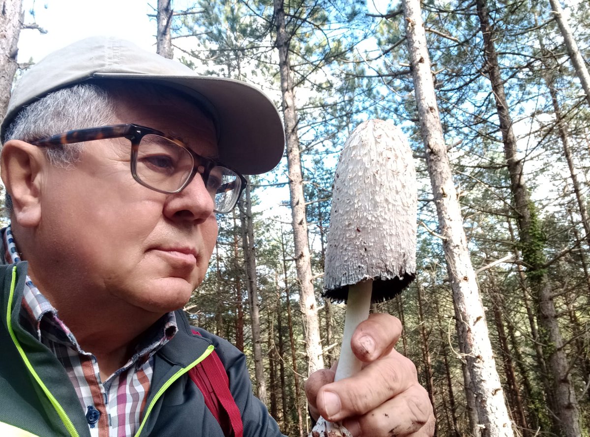 xrius1's tweet photo. Passejada de tarda i cullo 3 kg de #Bolet de Tinta,(Coprinus comatus), comestible abans que el barret ennegreixi i faci tinta, a cota 1000 del #Moianès. 🍄 https://t.co/b34Y4EJqmp https://t.co/mgjFzL0k8d