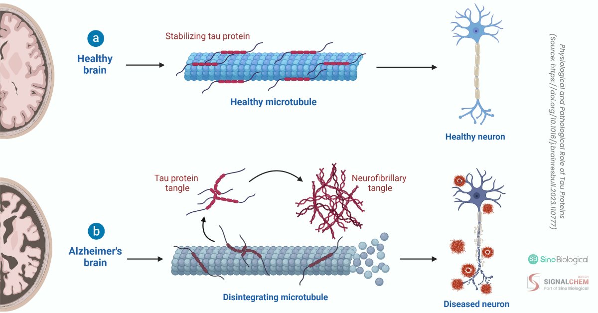 🧠 Did you know tau proteins, produced by MAPT, stabilize microtubules in neurons? Malfunction can lead to diseases like #Alzheimers. Get 20% off our tau proteins &amp; mutants until Dec 31! 🧬 Check them out: ow.ly/jASV50TPXlI