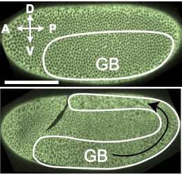 PRX_Life's tweet image. New time-lapse microscopy of a developing #Drosophila embryo shows how germ band elongation distorts the structural order in epithelial tissue. The disorder increases in steps and plateaus, reflecting geometric constraints acting during #morphogenesis.

🔗 go.aps.org/3zUGDDK