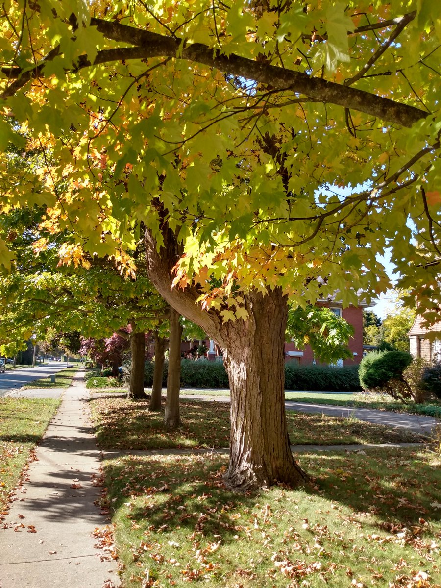 bramptonbits's tweet image. Fall has arrived in Downtown Brampton. @CityBrampton @do