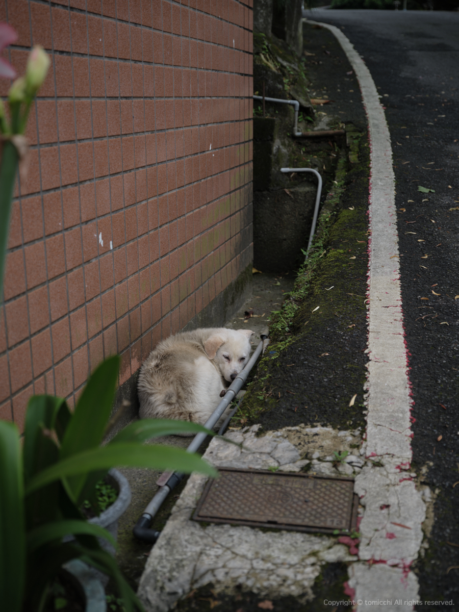 tomicchi1293's tweet photo. そんなところで寝なくても・・
#Taiwan #NewTaipeiCity #Ruifang #dogs #fujifilm #gfx100s #gf3264 #fujifilm_xseries https://t.co/KupvzxCMFC