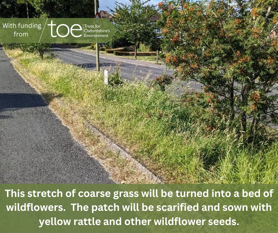 The Kennington verges are now managed for nature and colour. TOE has approved a grant to help bring wildflowers to 1200m2 of the verges of The Avenue and a disused area of Forest Side Playing Field will become full of wildflowers #KenningtonNature #NatureEnhancement #oxfordshire