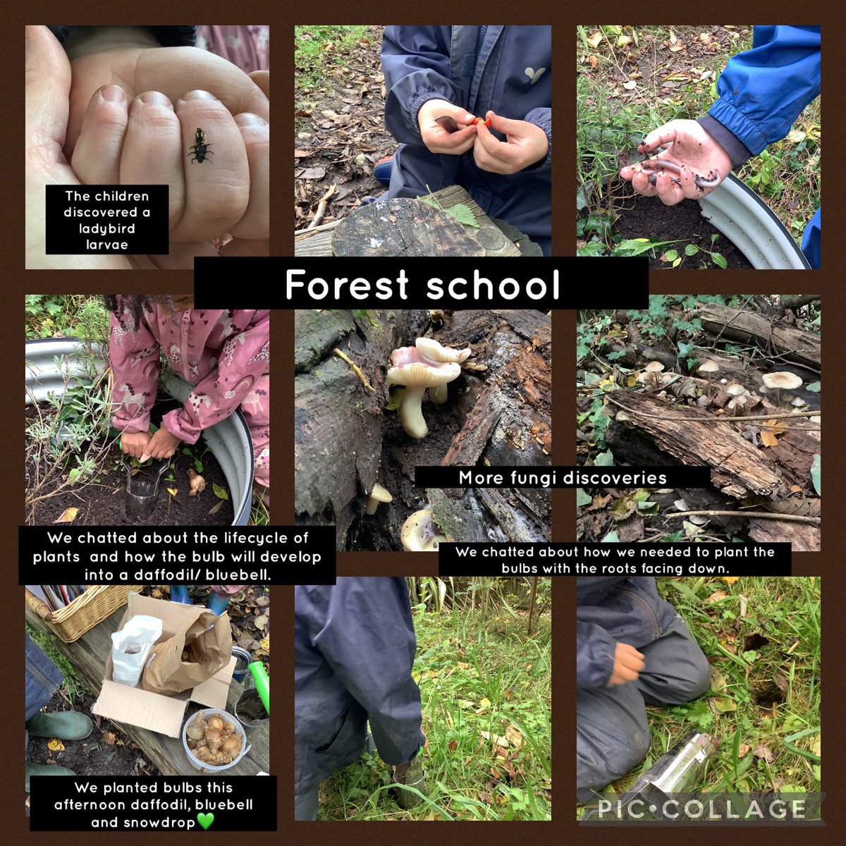 Dosbarth🦊planted some bulbs and look forward to spotting them in the Spring! While we were planting the bulbs we discovered a ladybird larvae on a leaf and a worm beginning to emerge from the soil! These experiences will allow our children to begin to see the connections. #OL