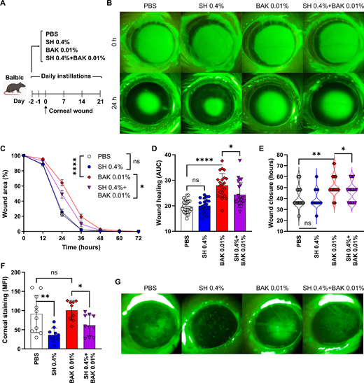 ARVOtvst's tweet photo. Jeremías Galletti et al. @drjeregalletti report that Hyaluronate Protects From Benzalkonium Chloride-Induced Ocular Surface Toxicity, https://t.co/9ZByzMM8ph. https://t.co/0DAoDfc0Jx