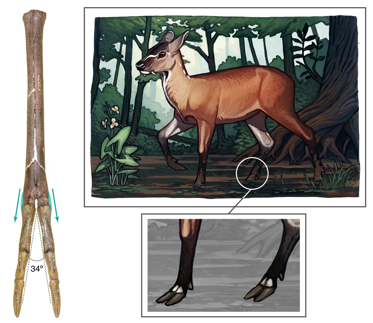 NHM Journal of Systematic Palaeontology tweet media