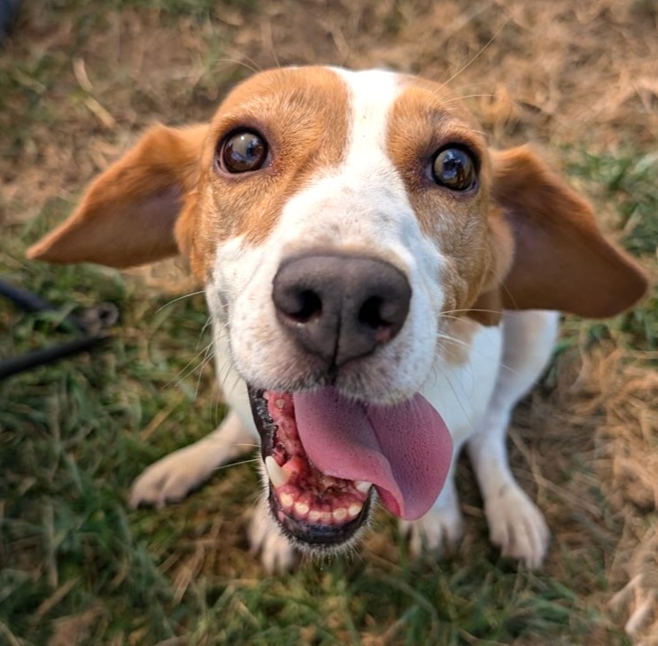 beaglefreedom's tweet photo. 💜 ADOPT GINA 💜
Age: 6
Location: OK, can travel to MI, WI, IL 

Hi there, I'm Gina! I'm a sweet, silly, and playful beagle girl that's looking for a loving forever home. Will you adopt me? ❤️

👉 Apply for Gina: https://t.co/q2QSJSU6Mx https://t.co/CoC9pZZcjw