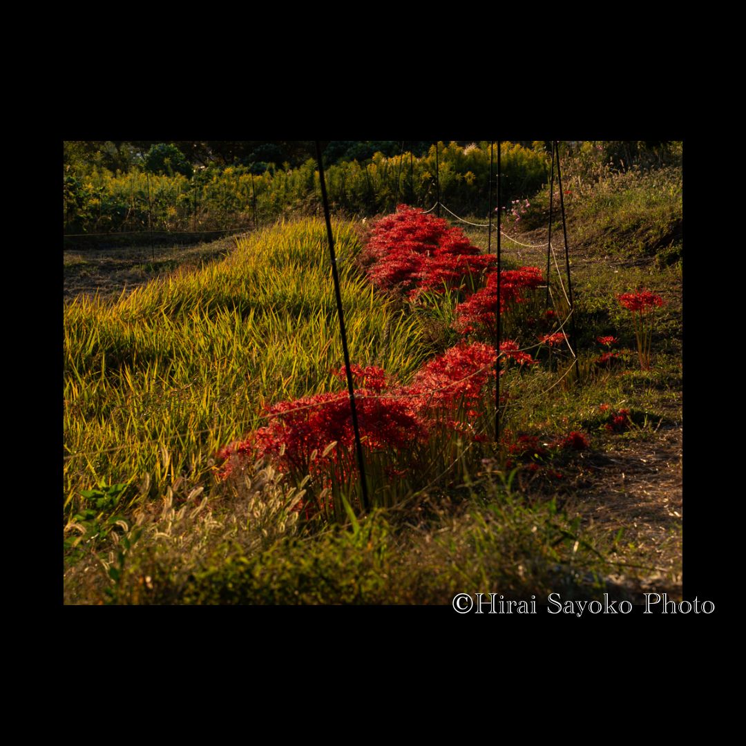 Frui2_frufru's tweet photo. 秋の夕暮れ時山の辺の道
#ハイキング #hiking #夕焼け #sunsetphotography #写真好きな人と繋がりたい
#旅行好きな人と繋がりたい #trail
#trailphotography #photolike #photowalkglobal
#Japan https://t.co/bvl1e9PoSO