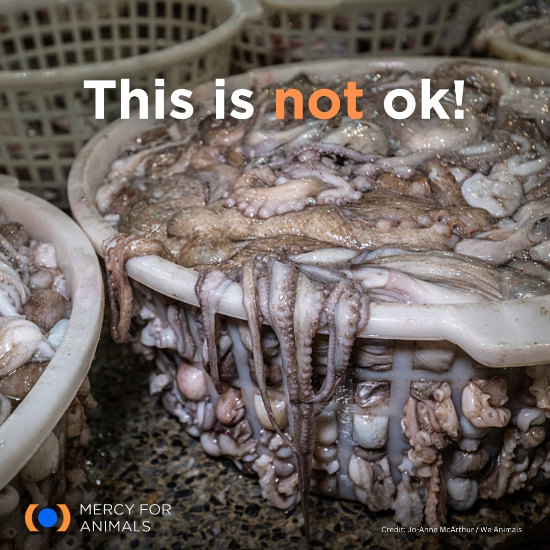 They were individuals who deserved better.

Octopuses are capable of experiencing pain, stress, and fear, yet octopus consumption remains prevalent globally. Opting for plant-based foods is the most effective way to support octopuses and all aquatic animals.