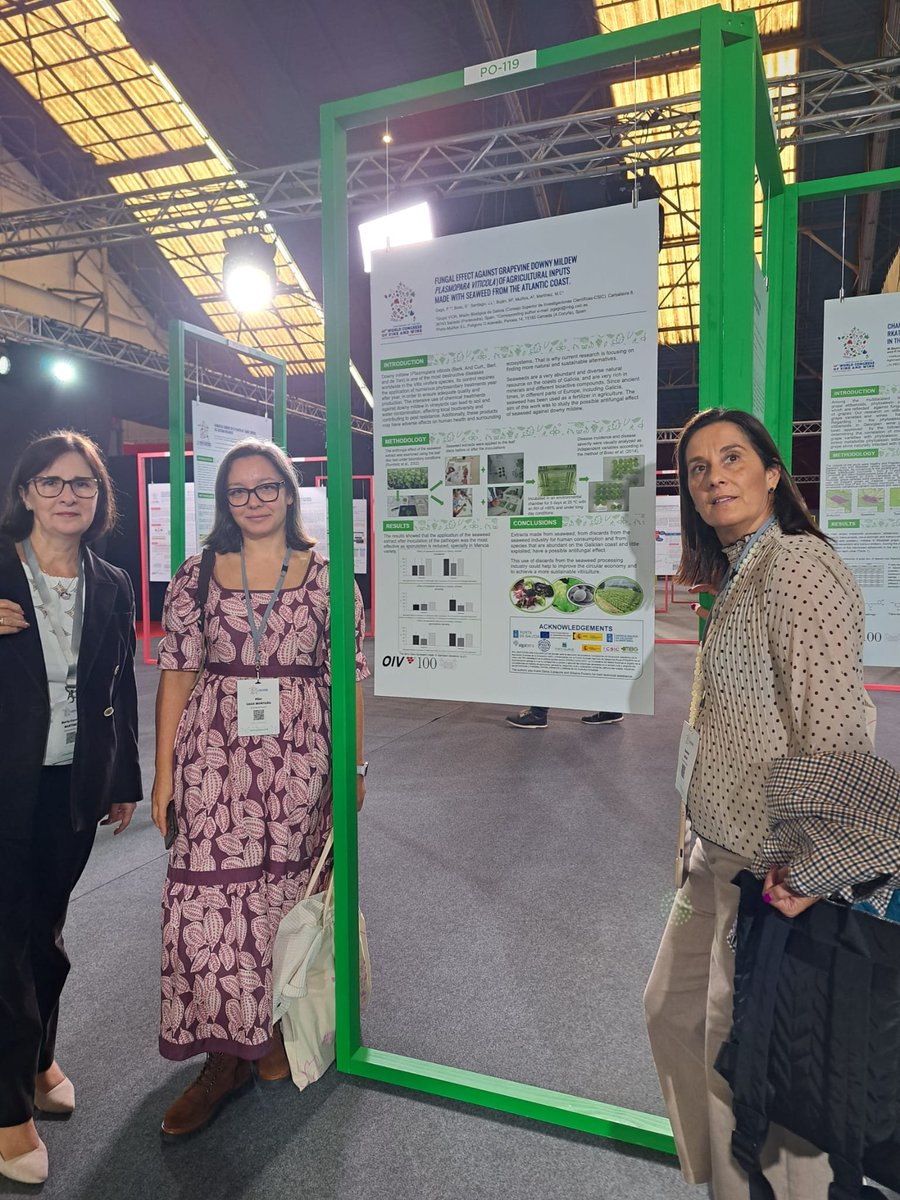 santicsic's tweet photo. La evaluación del efecto antifúngico de extractos de algas #PORTOMUIÑOS contra el mildiu de la vid🍇🍇 (Plasmopara viticola) acaba de ser presentada por #VIOR @mbg_csic en #Dijon 45º Congreso @OIV_int 100 años #OIV Proyecto Grupo Operativo @GOBIO_MARTERRA @FEUGA_20 #AGACAL @Xunta https://t.co/XEU1waYlYr