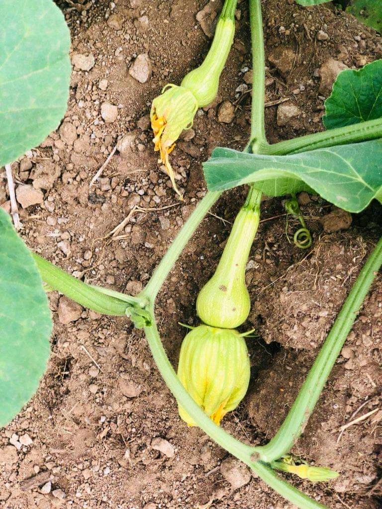 diharagirimana's tweet photo. A Comprehensive Guide to Butternut Farming
Butternut squash offers nutritional values like vitamin A, potassium, and fiber.
Follow This Step Down There 🪜 🪜 👇👇
#FarmingLesson #FarmWithArt https://t.co/nZZ0C3c2E7