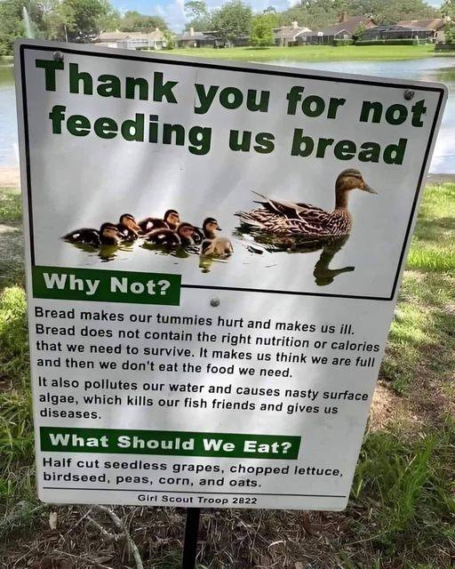 BlaneyCarola's tweet photo. This is a good reminder not to feed bread to the ducks in the park! Thank you! 🦆🦆🦆 https://t.co/ssHDUZNSPl