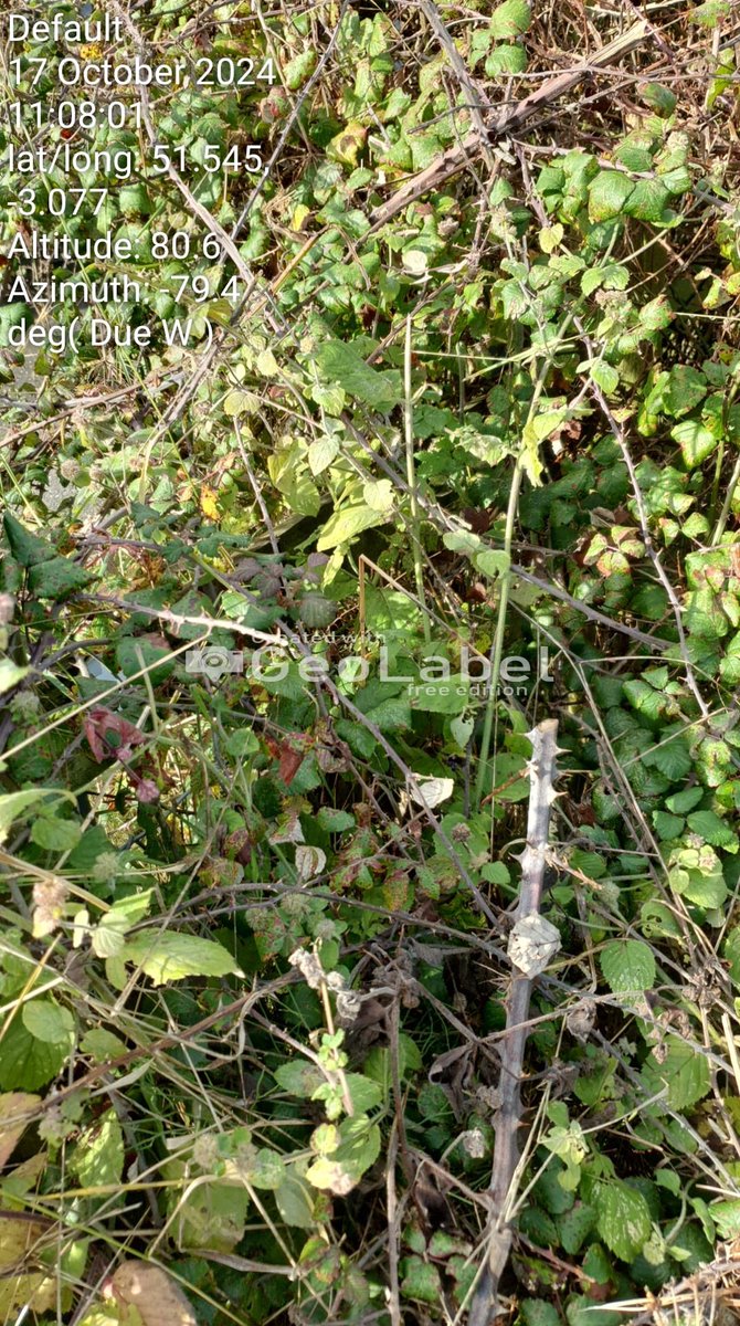 Vale Ramblers tweet media