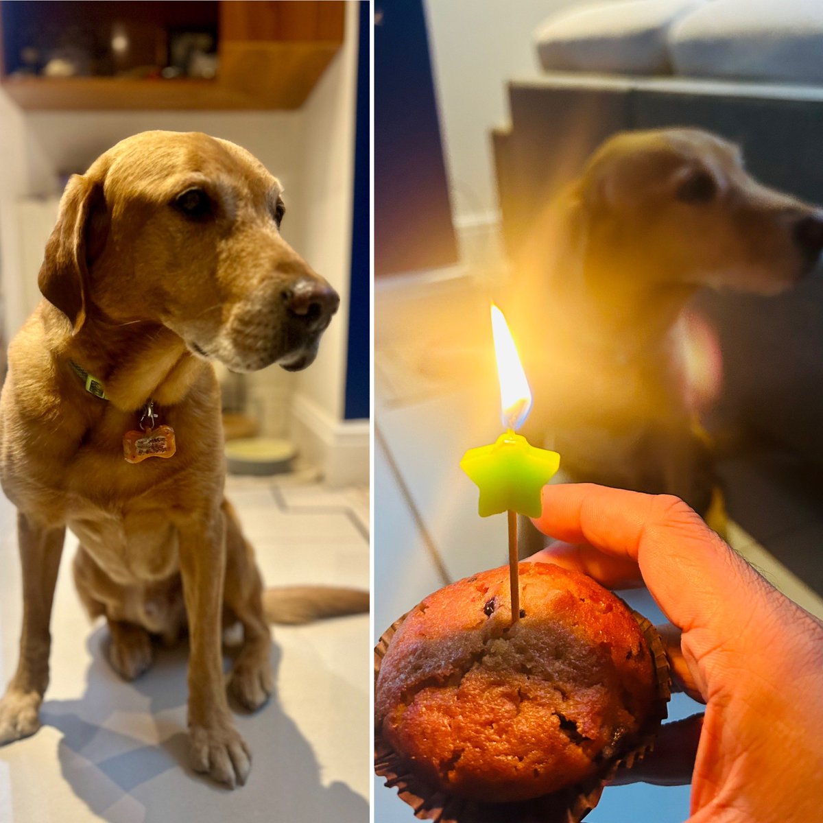 parthaskar's tweet photo. Well..we had a lovely birthday party
Gorgeous boy
And my bestie forever ❤️
#MrMarvel 🐶 https://t.co/ixRNTf6lNF