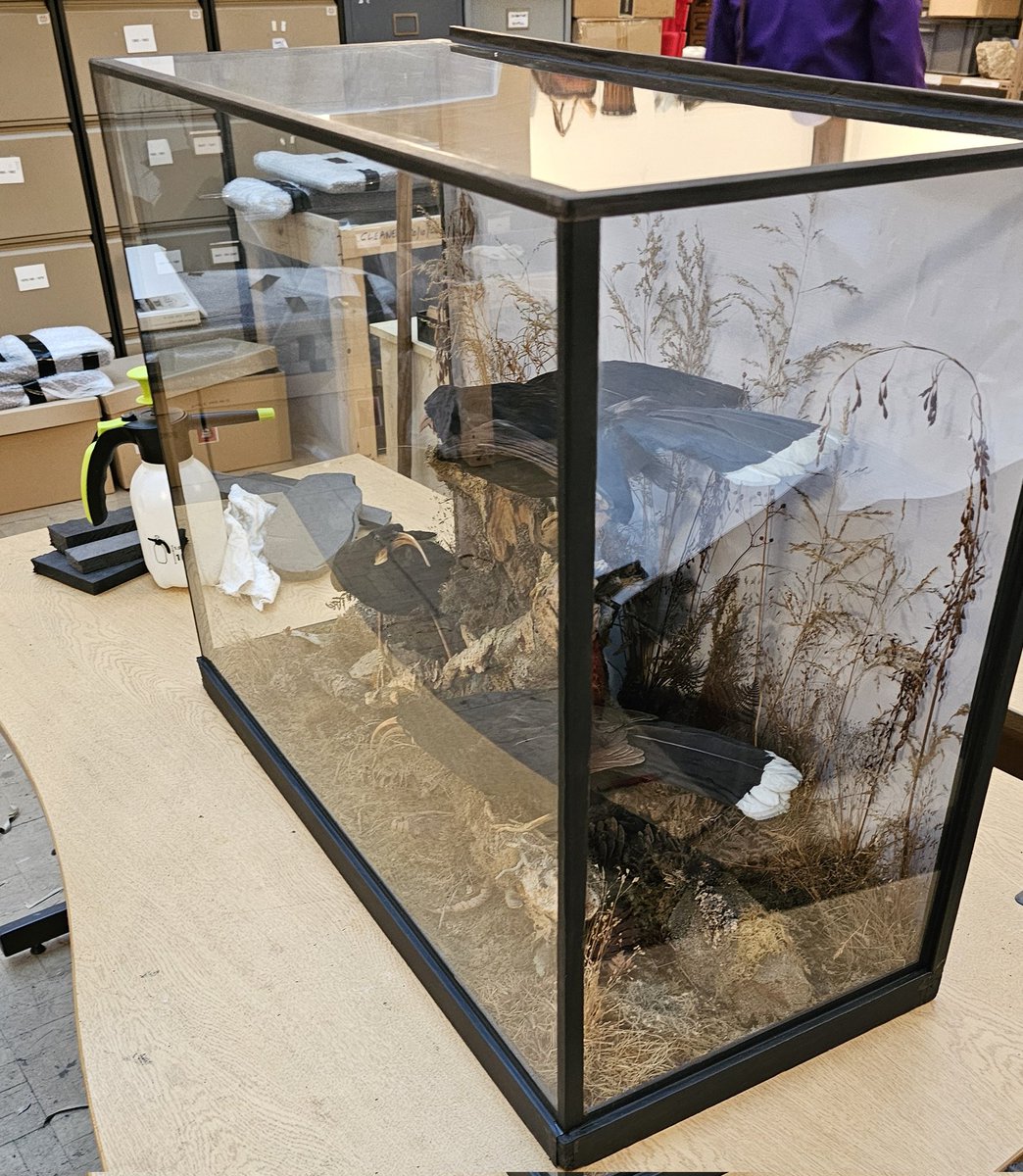 AshleyScopes's tweet photo. All finished! Now, the case can be wrapped in plastic and returned to our stores. I look forward to seeing it on display. 🌿🐦🌿 https://t.co/dljmNOMhAM