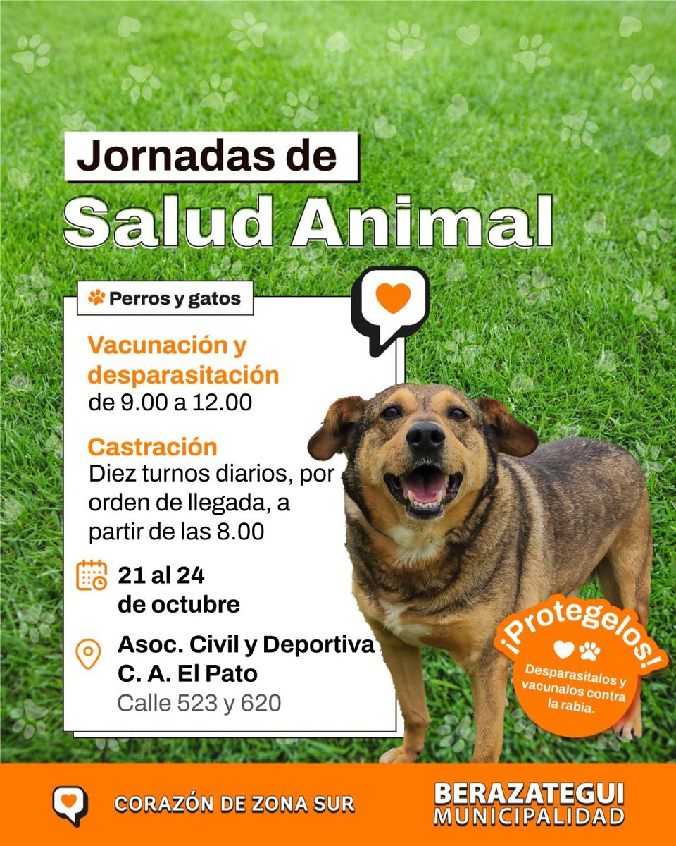 MuniBerazategui's tweet image. ¡NUEVA SEMANA DE JORNADAS MUNICIPALES DE SALUD ANIMAL EN #ELPATO! 🐶🐱

Hasta este jueves 24/10 podés acercarte a la Asociación Civil y Deportiva C. A. El Pato. ¡Te esperamos!

📍Calle 523 y 620.