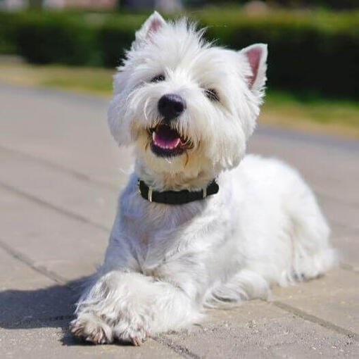 cayubriz's tweet photo. @valeealgo Un westie https://t.co/A2w4rP6MZy