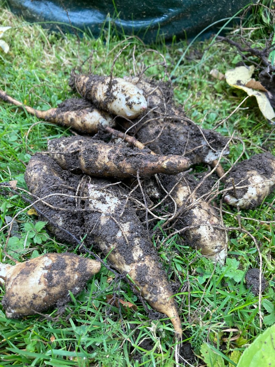 NottsTIService's tweet image. An afternoon of planting Winter veg &amp;amp; flowers, and harvesting the Jerusalem Artichokes at our Dementia Hub @ Highbury Community Garden. Learning and doing together 🌱#LivingWellWithDementia @NottsHealthcare @TessJMcGrath @JennyBailey__ @AHPsNottsHC @NottinghamCVS @TheLiveTeam_
