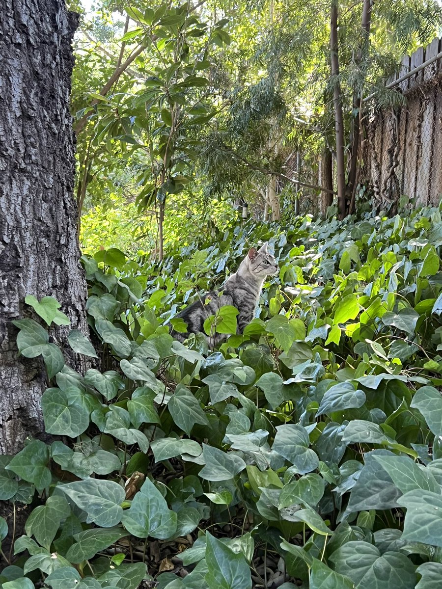Backyard adventures with Beau, our little snow leopard