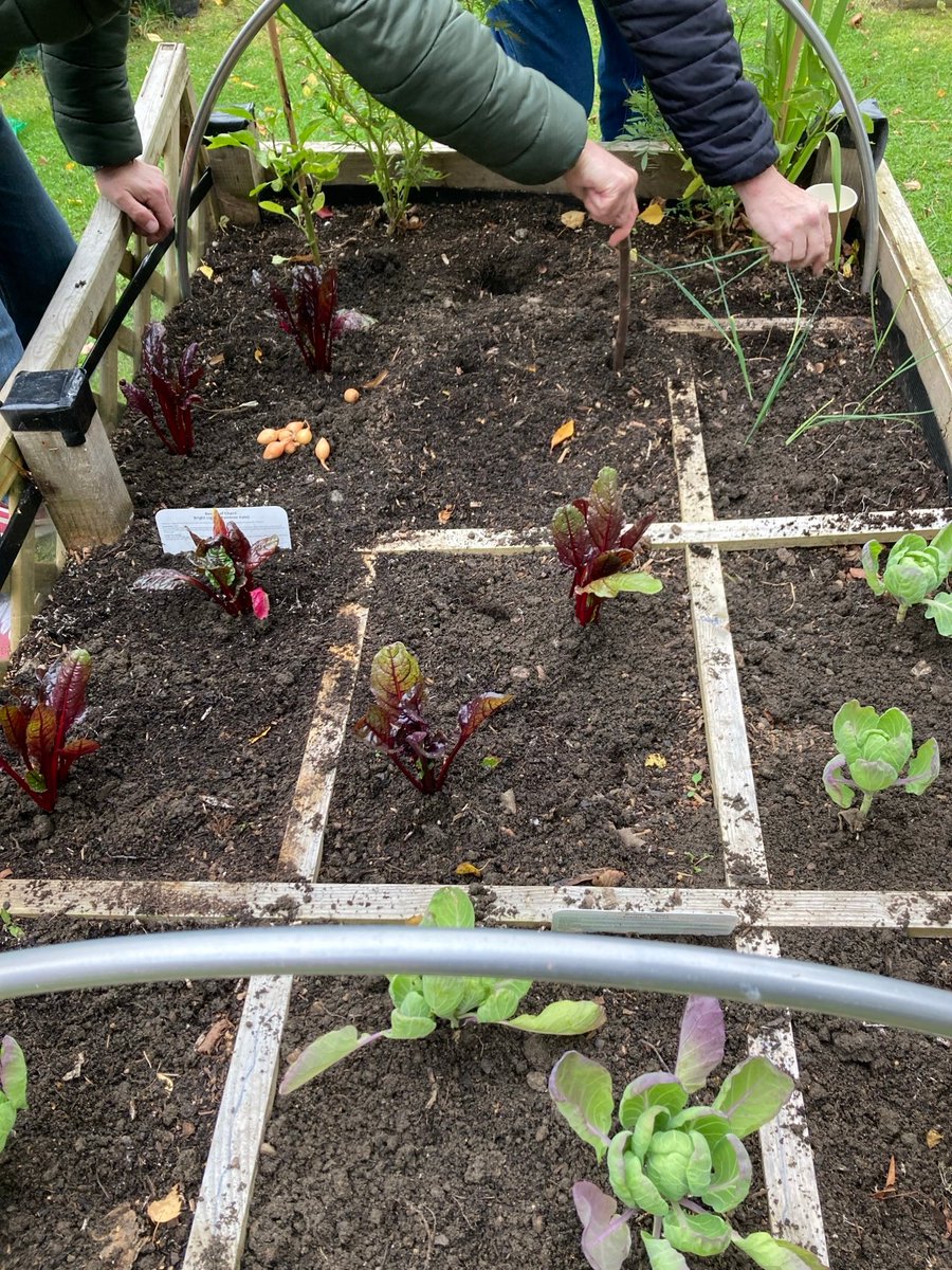 NottsTIService's tweet image. An afternoon of planting Winter veg &amp;amp; flowers, and harvesting the Jerusalem Artichokes at our Dementia Hub @ Highbury Community Garden. Learning and doing together 🌱#LivingWellWithDementia @NottsHealthcare @TessJMcGrath @JennyBailey__ @AHPsNottsHC @NottinghamCVS @TheLiveTeam_