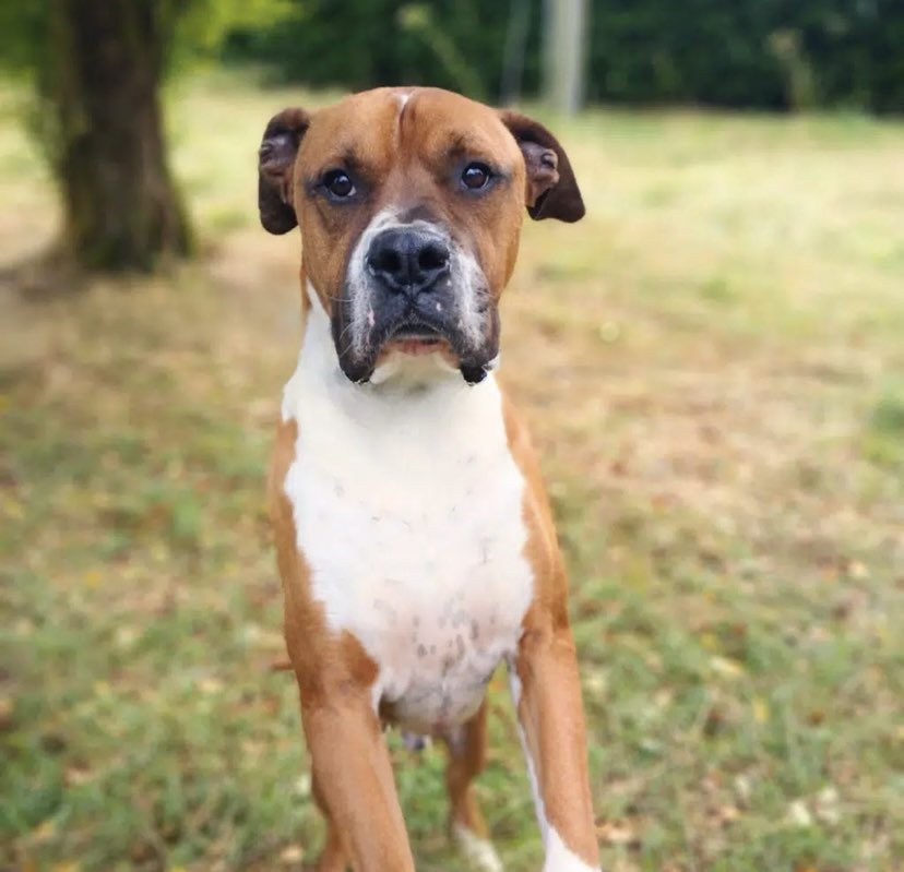 Meet Benson, a 4-year-old boxer x looking for a new home. 

He is vaccinated &amp; microchipped and ready to head off to his forever family soon, once he is recovered from his neuter.

To find out more, please visit ispca.ie/adoptions/bens…🐾🐾

💻 rehoming@ispca.ie
☎️ 043 33 25035
