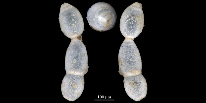 Nodosaria lagenifera. See foraminifera.eu/collection.php…
#foraminifera #NorthSea #Norway #MarineLife