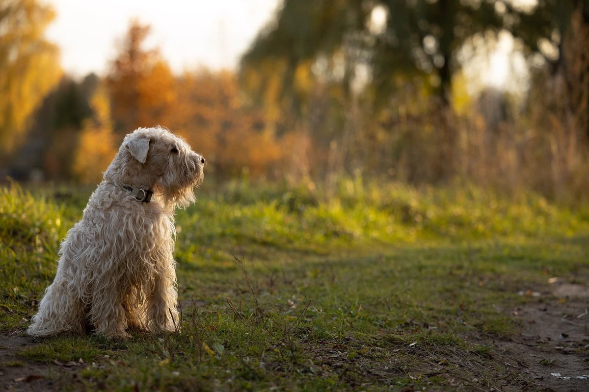 Sunshine, tail wags, and a little bit of magic—just what we need to tackle Monday blues! ☀️🐶
#MondayMood #love #photooftheday #boisepetsitters #boisepetsitting #petsitting #pets #dogs #dogwalking #boisedogs