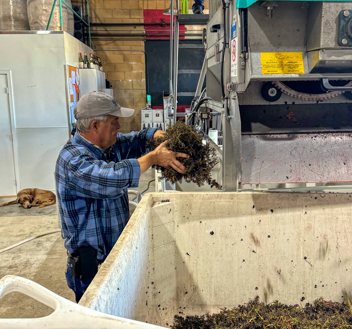 ampeloscellars's tweet photo. Time to crush and our dream-team kicks in.  Jesse drives the forklift, Rebecca guides him to rotate the bins, Matt will reload bins, control the stem bins, replace the full fermenters with new ones and prepare them to get back into the cold room and I check and organize it all. https://t.co/gsF8Bbru3R