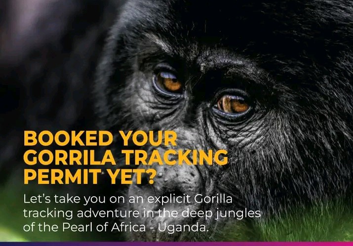 Paniel_Tours's tweet photo. Let's take you to an explicit gorilla tracking adventure in the deep jungle of thick Bwindi Forest and Mgahinga National Park.

Book your gorilla tracking to Bwindi Impenetrable National Park with us now.

For booking and reservation, call or WhatsApp on +256764092323 https://t.co/SB0KSF0LCA