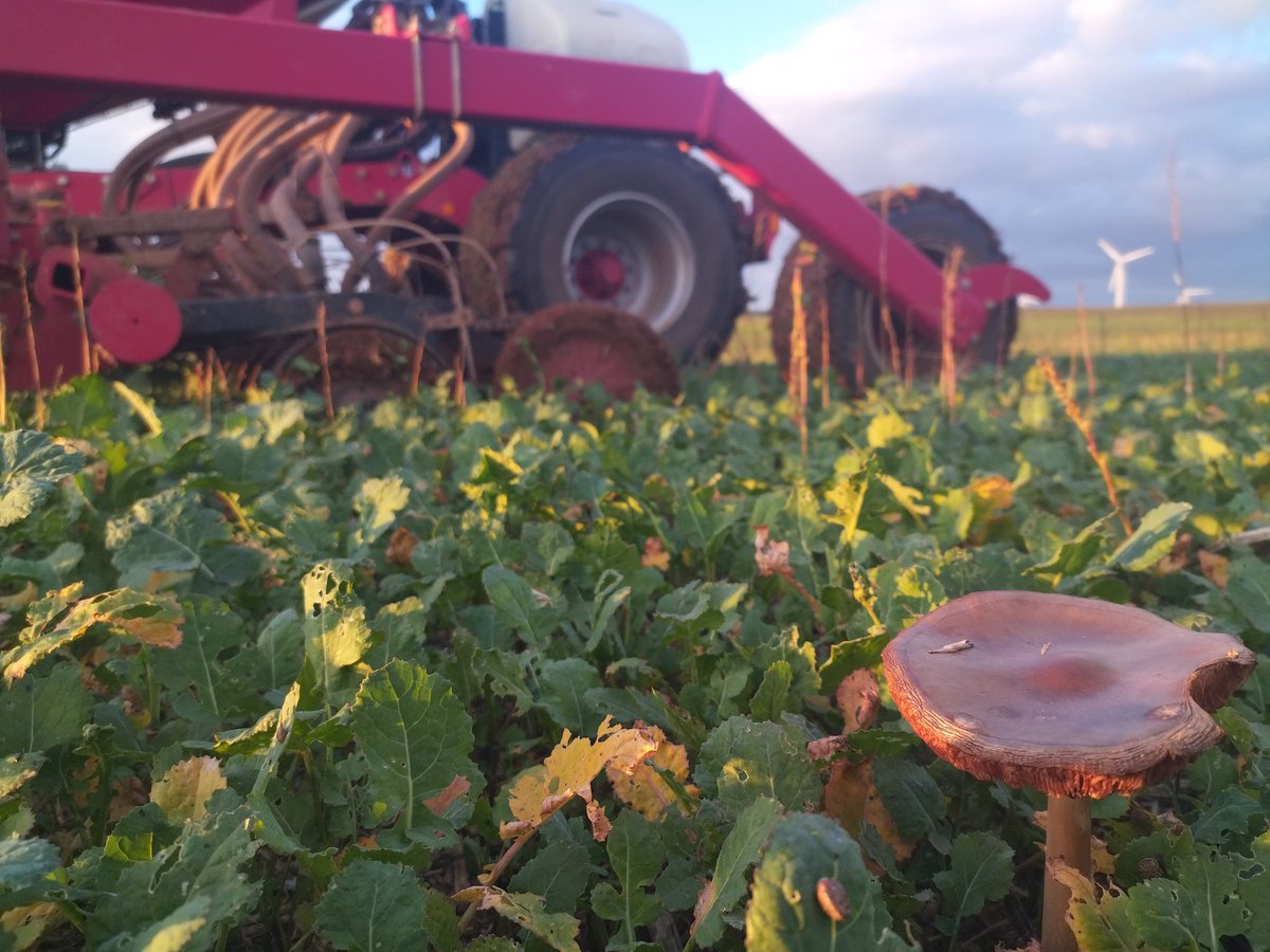 Top départ pour les semis de blé