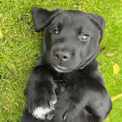 hd_puppy's tweet image. #NewProfilePic