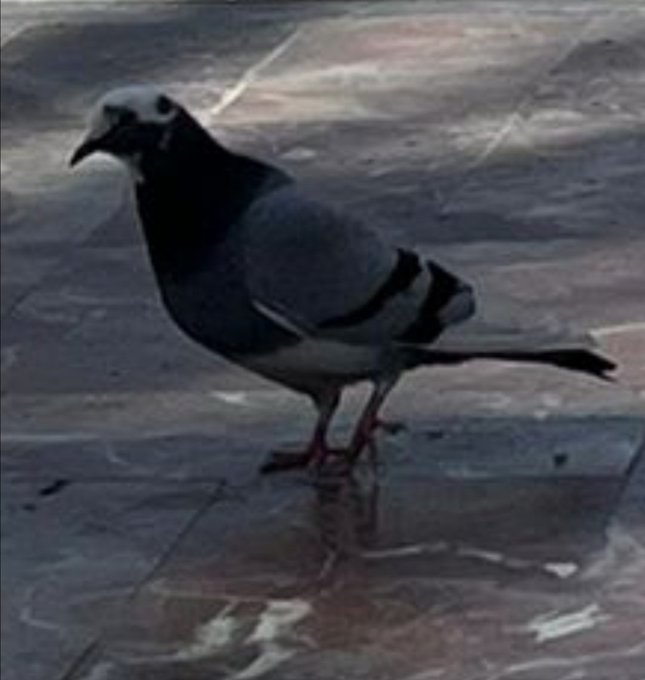 bird♠ tweet media