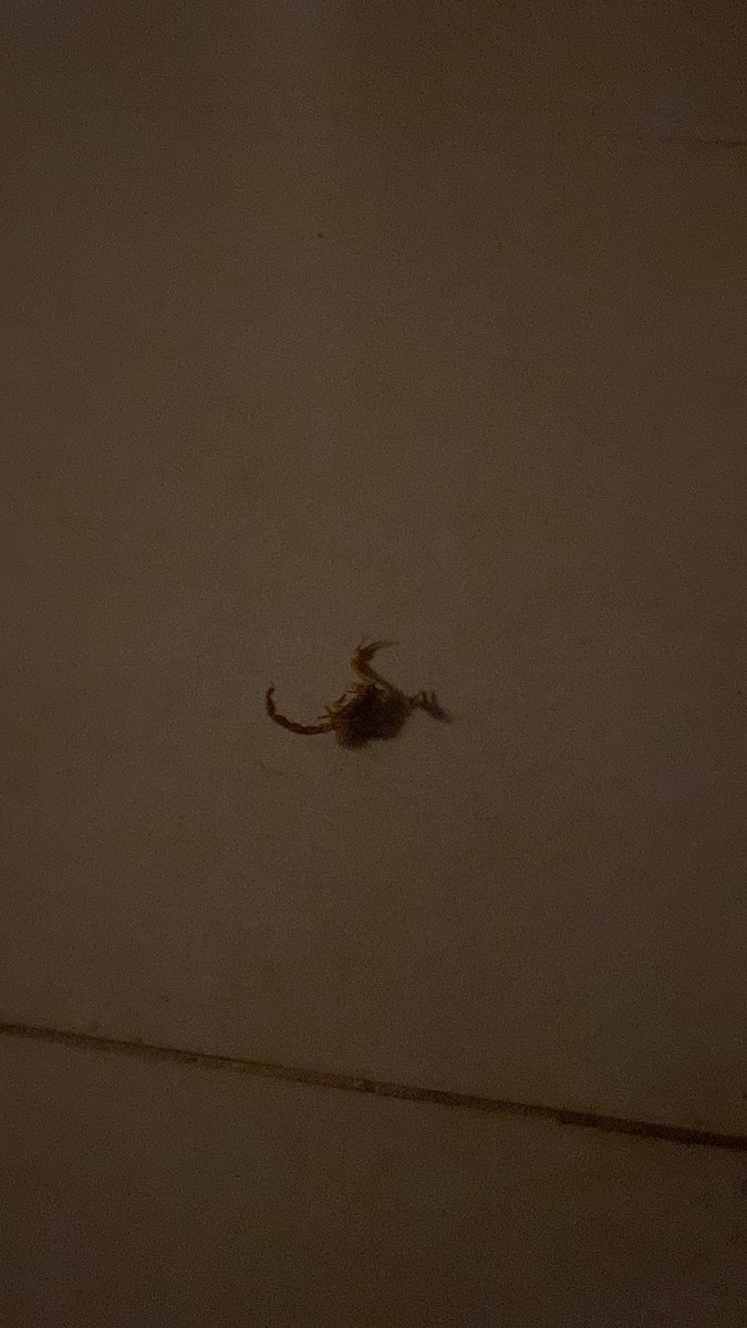 Cachetes89's tweet photo. Gente linda.. atención con estos bichos que ahora salen con la humedad. No suficiente con el #dengue y sus variantes ahora también, alacranes 🦂 https://t.co/Ct6Oahw9Y8