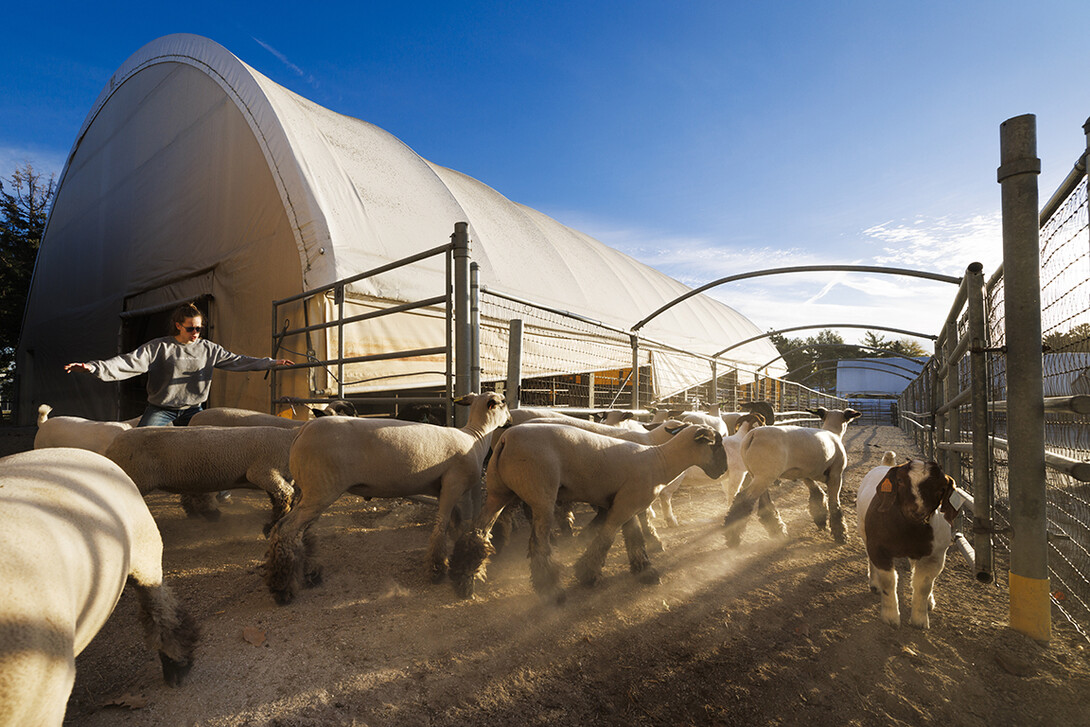 NebToday's tweet photo. "It's not just a job; I genuinely care what happens around here and what happens with the livestock programs. It's definitely something you take pride in." —Sarah Dilley, resident student worker 

https://t.co/iyN6vrPQLA #Nebraska #UNL #LNK @UNL_AniSci @UNL_IANR https://t.co/s9oNAACGi7