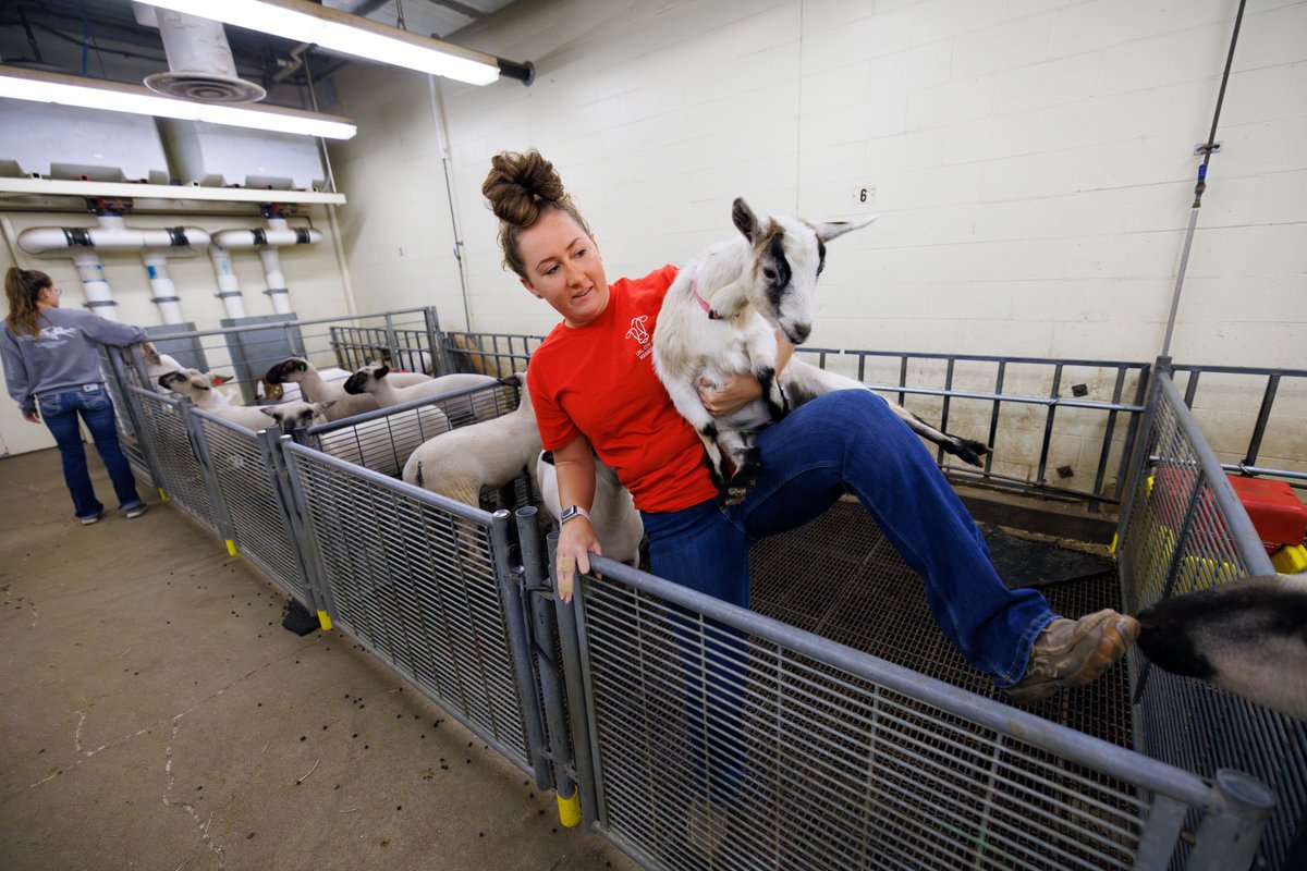 NebToday's tweet photo. "It's not just a job; I genuinely care what happens around here and what happens with the livestock programs. It's definitely something you take pride in." —Sarah Dilley, resident student worker 

https://t.co/iyN6vrPQLA #Nebraska #UNL #LNK @UNL_AniSci @UNL_IANR https://t.co/s9oNAACGi7