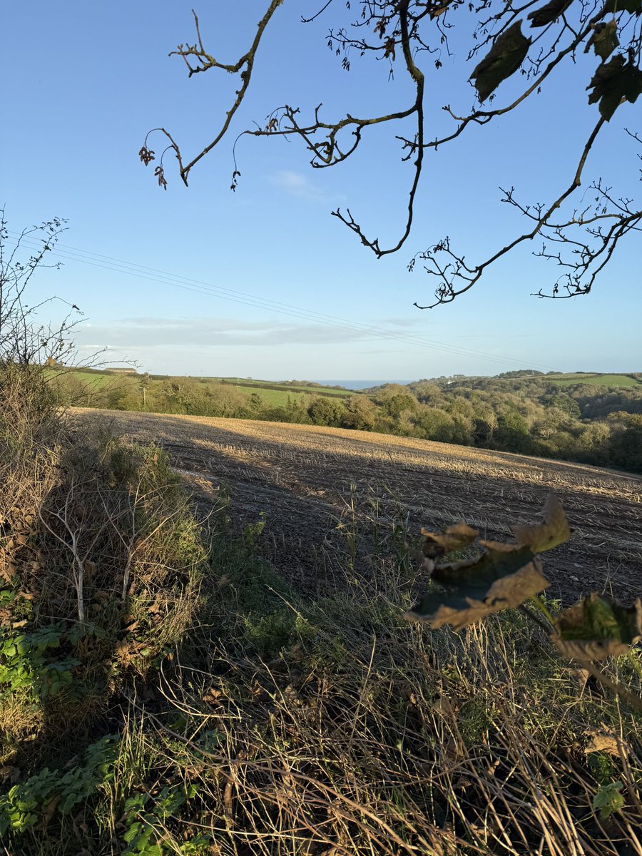 liz_fenwick's tweet photo. Gorgeous evening #plotwalk #cornwall @beecee https://t.co/1JZE6ezk13