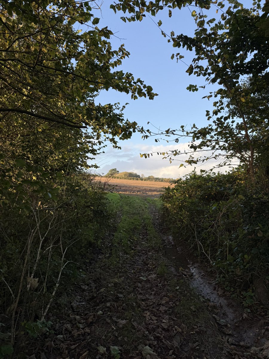 liz_fenwick's tweet photo. Gorgeous evening #plotwalk #cornwall @beecee https://t.co/1JZE6ezk13