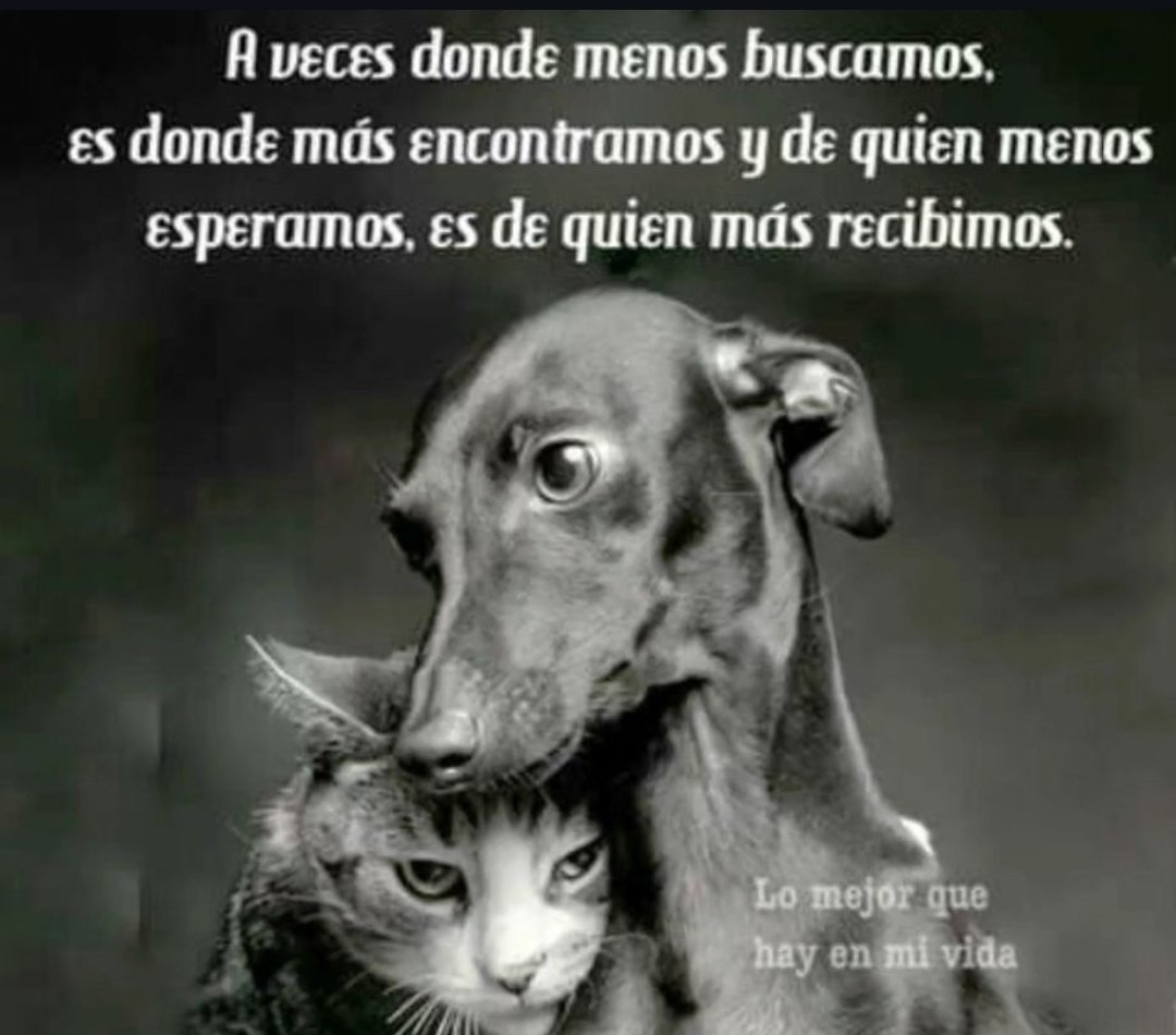 CorellaTej7982's tweet photo. #NoAlMaltratoAnimal #Reflexión #pensamiento #mascotas #perra #perro #gatos #cats #citas #animales #AdoptDontShop #adopta #AdoptaNoCompres #nocompresperros #Tendencias https://t.co/D2Q16cqgJf