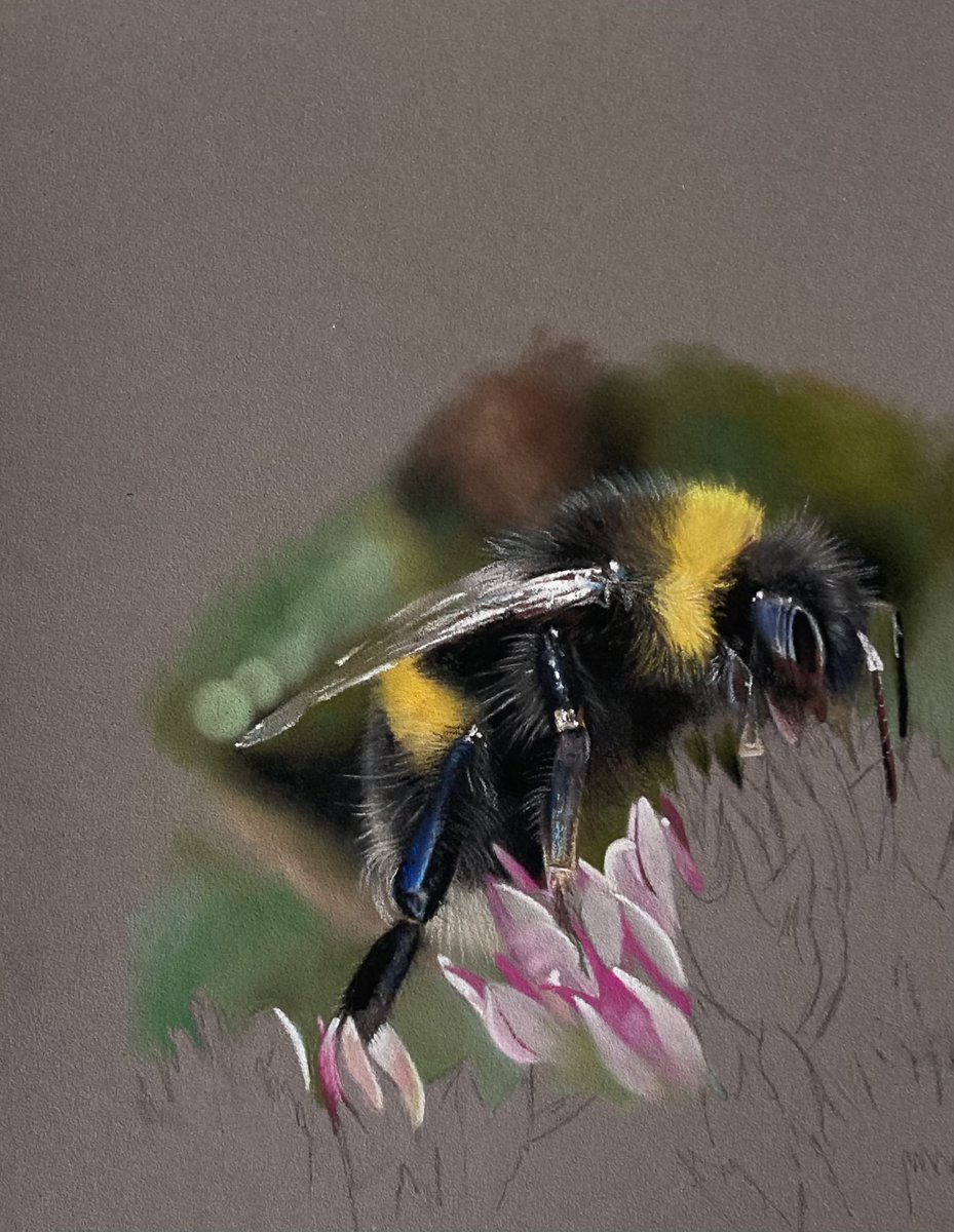 Paulmillerart's tweet photo. Work in progress it's a bee. Hope everyone's having a splendid day. 🐝
#art #artist #bee #bees #bees🐝 #draw #paint #painting🎨 #painter #pencilartist #artwip #wipart #wipartwork #wildlifeillustration #realismdrawing #realisticart #artartist #artart https://t.co/hViD8w1DFm