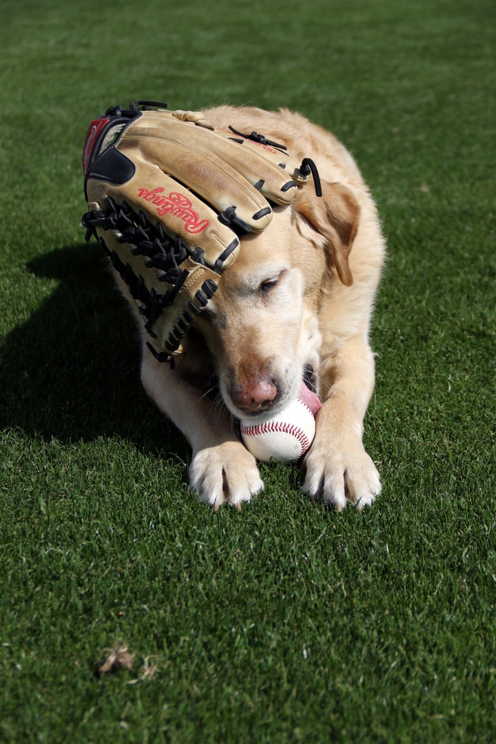 Fetch season is in full swing! Who’s ready to play?