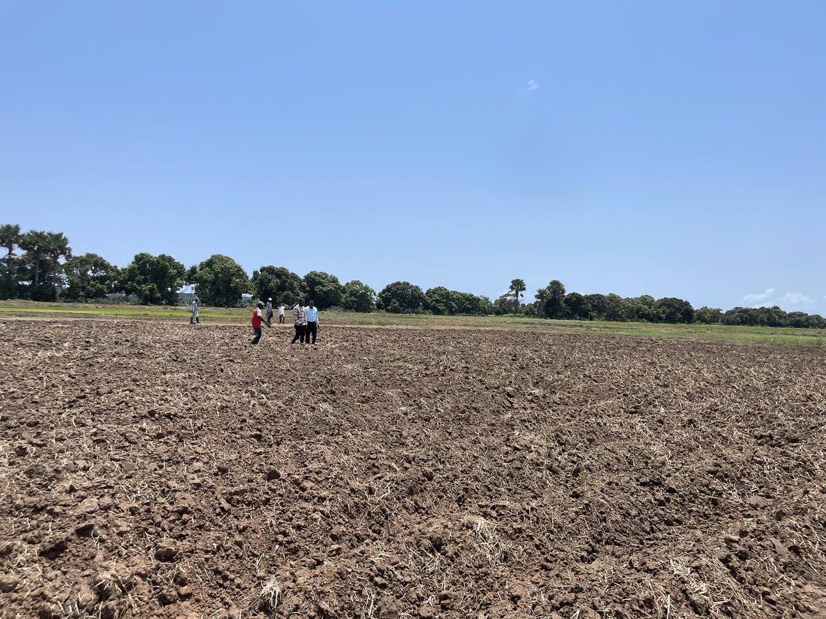 AgritudeVenture's tweet photo. 📽️ Watch the video of today’s progress at the Kibokwa scheme as farmers prepare their fields for the next stage in their journey 🌿.

#AgriTudeVentureHub #YouthEmpowerment #SustainableAgriculture #CommunityDevelopment #TanzaniaAgriculture #KibokwaIrrigationScheme https://t.co/nwfKV99jHv