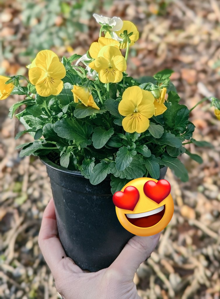 bauigel_'s tweet photo. Um. He had to go to the garden center and brought this with him for my construction trailer. “A little colour for your workspace.” 🥹 How could you not love him?
When I'm telling you, it's so good to be with him and the others after all the 💩show with my colleague. SO good! https://t.co/peMiX2ccUS