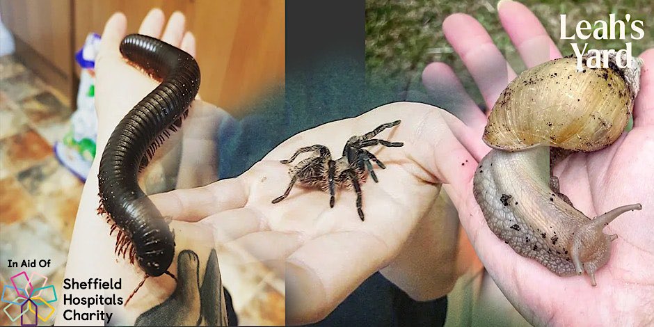 This Sunday we’ve a couple of spooktacular events!

With all proceeds going to Sheffield Hospitals Charity you’ll also be supporting a truly fantastic cause.

10:30am - Halloween Animal Encounter! 🦟 🐍
2pm - Pumpkin Carving Guided Class! 👻 🎃 

eventbrite.co.uk/e/pumpkin-carv…