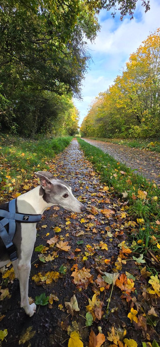 Cllr Anna Railton 🌹 is on 🦋 tweet media