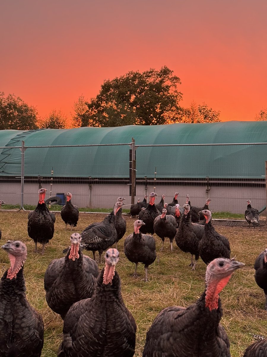 The turkeys 🦃 seemed quite intrigued by the skys tonight